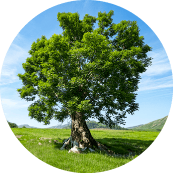 Foto einer Esche im Sommer.