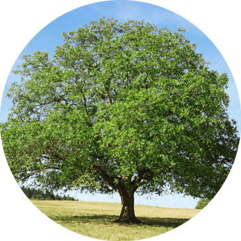 nussbaum-horoskop-baum