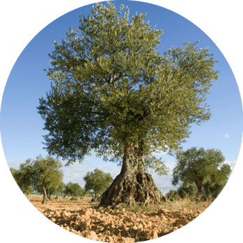 olivenbaum-horoskop-baum