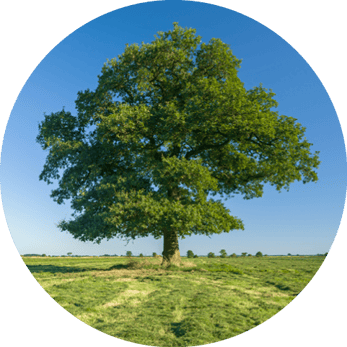 Ein Foto einer Eiche im Sommer