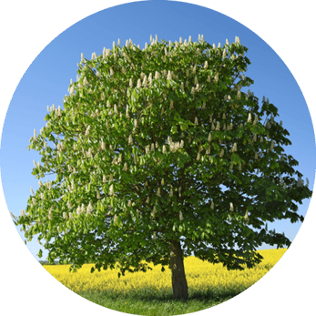 kastanie-horoskop-baum