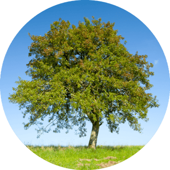 apfelbaum-horoskop-baum