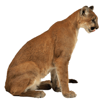 Image animaux detourée transparent sur fond blanc puma png