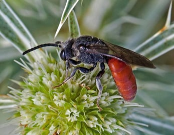 Große Blutbiene oder Auen-Blutbiene, Sphecodes albilabris M. Sorg