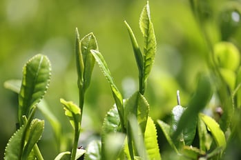 新茶の芽