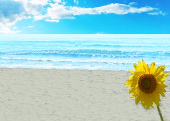 暑中見舞い・かもめ～る