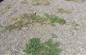 weeds in gravel driveway