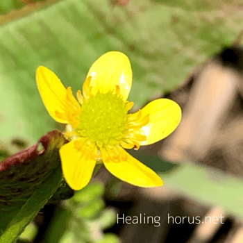 Photo by Arno Smit on Unsplash