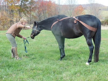 Horse with lowered head