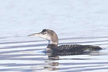 Eistaucher (Foto: Peter Witzan)  