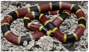 Serpent corail ; Source : Austin reptile service