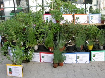 Pflanzenangebot Bio-Gärtnerei AstrantiAs GmbH Wildrosen & Wildfrüchte, Naturgarten-Pflanzen am Spezialitätenmarkt Wädenswil