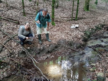 Klaus Heller und Meike Kempermann (beide LBV) suchen mit Hilfe einer Taschenlampe dunkle Stellen im Bach nach Feuersalamander-Larven ab (Foto: Jacqueline Kuhn; BN Milltenberg).