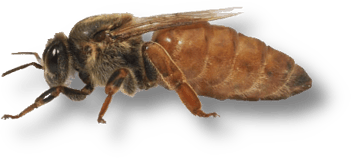 Bienenkönigin Buckfast Königin