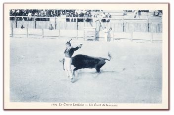 orthe, landes, aquitaine, peyrehorade, course landaise, ganaderia, sauteur, cordier, talanquère, vache