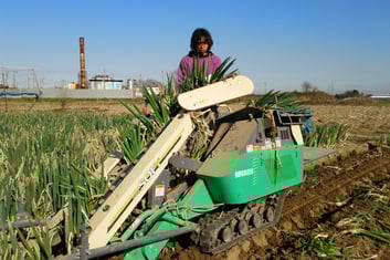 【アルファイノベーション】白ネギ生産