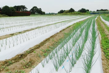 【アルファイノベーション】青ネギ生産