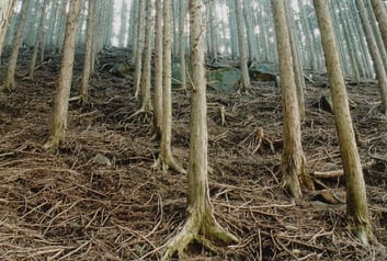 根が浮き上がったヒノキ人工林（間伐未実施）