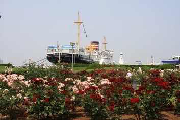 山下公園のバラ