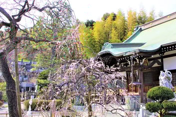妙法寺〈春を呼ぶ照水梅(しだれ梅)〉