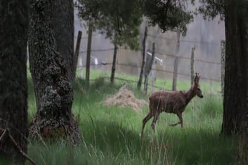 Photo décorative chevreuil