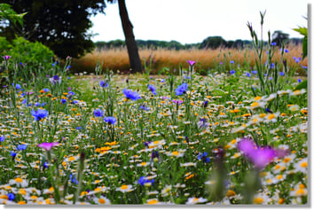 Bildquelle: pexels.com; Freddie Ramm