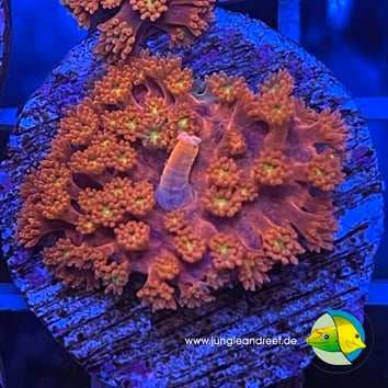 JR RAINBOW MICRO GONIOPORA