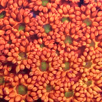 JR OOMPA LOOMPA GONIOPORA