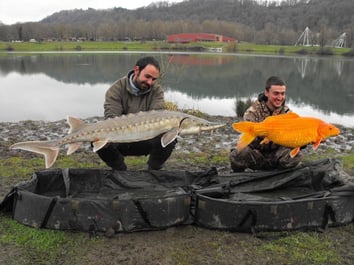 esturgeon et carpe koï