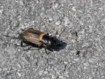 Feldgrille (c) Petra Altrichter