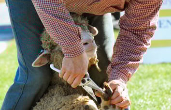 El esquileo en Segovia