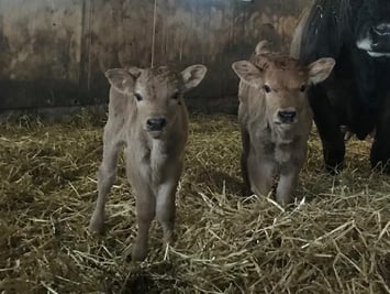 Das sind Martina's herzige Zwillings-Müneli