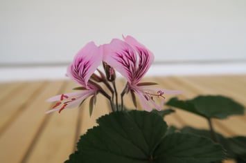 Auch in Bayern eine sehr beliebte Pflanze: Die Pelargonie (Foto: Bayerische Schlösserverwaltung)