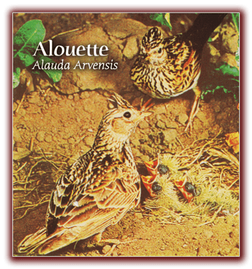 orthe landes peyrehorade aquitaine chasse, bois, foret, veneur, curée, gibier, sorde hastingues cagnotte gave adour saumon chalosse abbaye