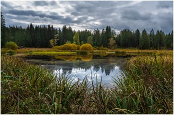 Hochmoor Wachseldornmoos Heimenschwand Buchholterberg