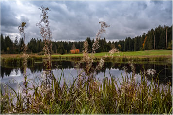 Hochmoor Wachseldornmoos Heimenschwand Buchholterberg - 11.10.2020