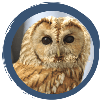 Der Ruf des Waldkauzes – Pfeifen leicht gemacht