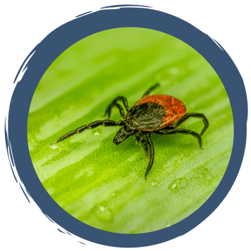 Zecken und Co. - Unliebsame Erlebnisse im Wald