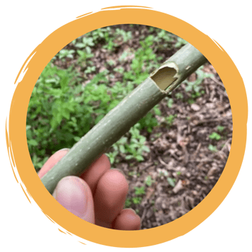 Maipfeiferl schnitzen