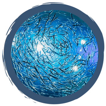 Wissenswertes über Fische