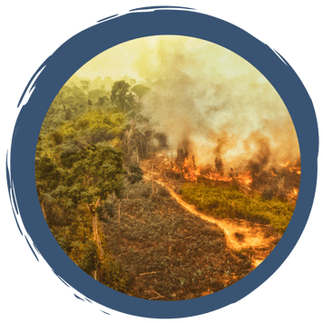 "Internationaler Tag des Waldes" am 21. März