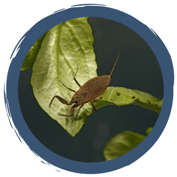 Auf der Jagd nach dem Wasserskorpion