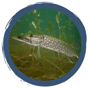 Fressen und gefressen werden