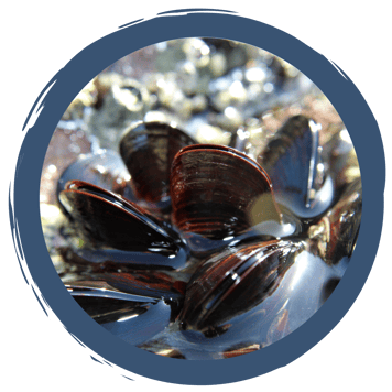 Filtrierer - Ernährungsspezialisten im Wasser