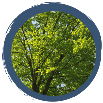 Von A wie Ahorn bis Z wie Zitterpappel: Bäume im Portrait