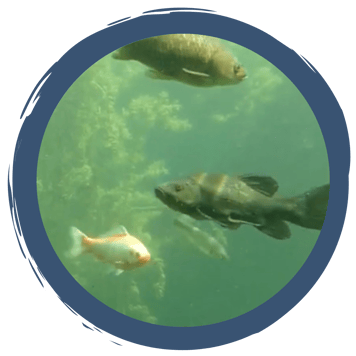 Reinigung der Unterwasserwelt Wiesmühl