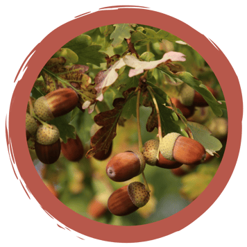 Blätter und Früchte: Ein Memo-Spiel für Baumexperten