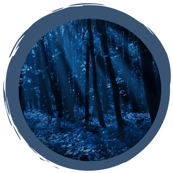 Wenn es Nacht wird im Wald