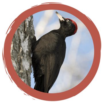 Online-Quiz: Waldbewohner