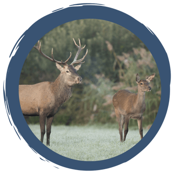 Tierische Waldbewohner